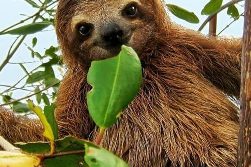 Wildlife Safari Tour