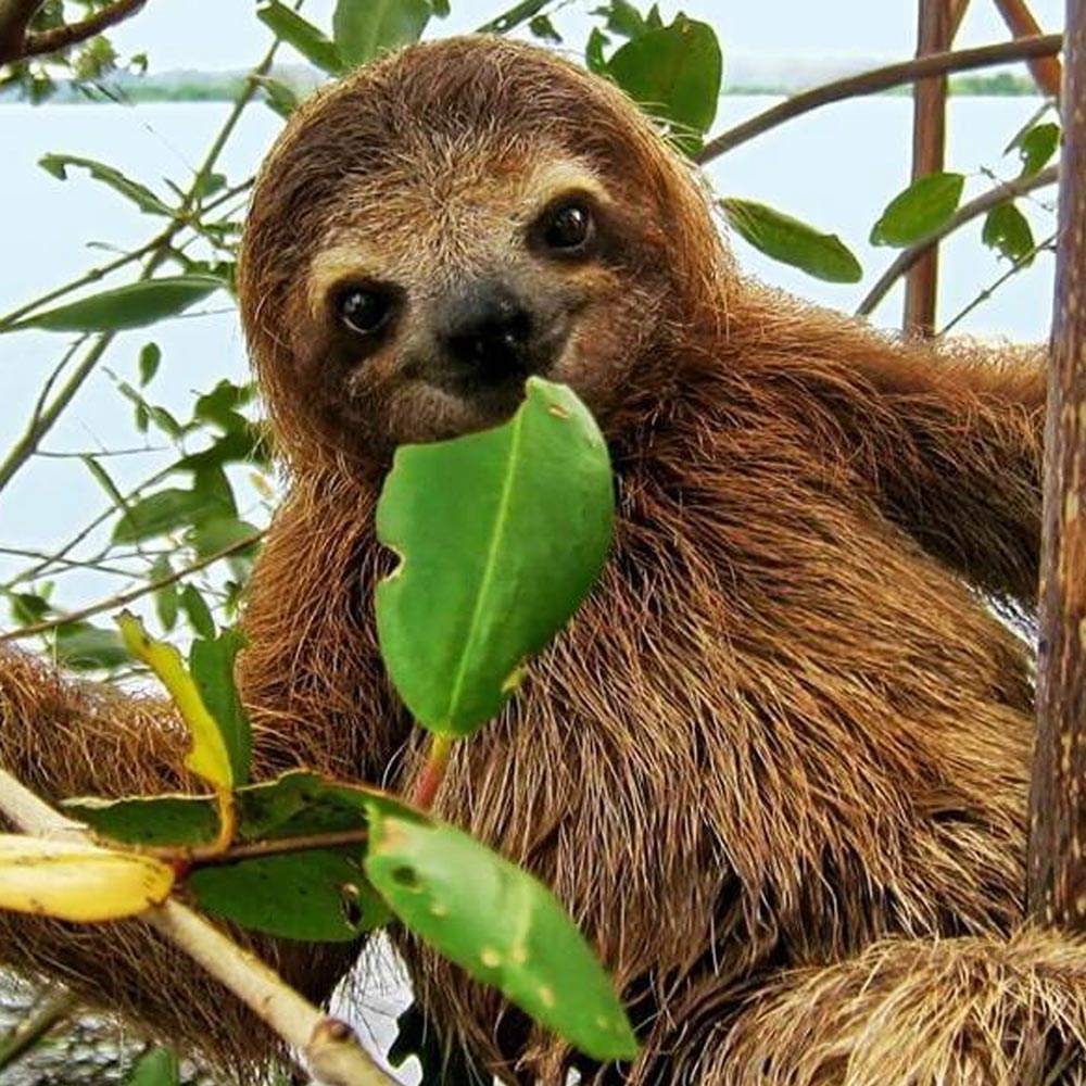 Wildlife Safari Tour